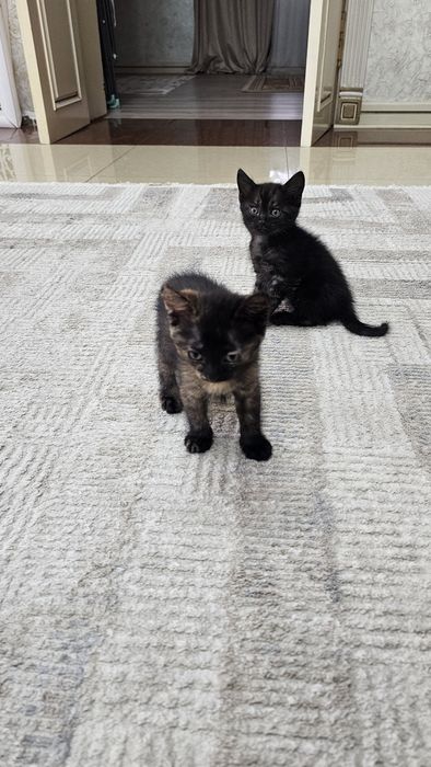 Котята бесплатно