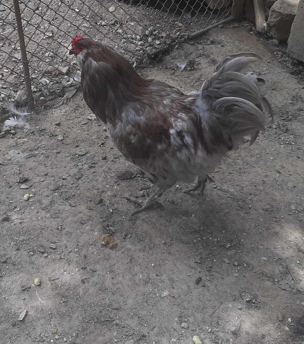 Продавам пилета Амераукана 16дневни