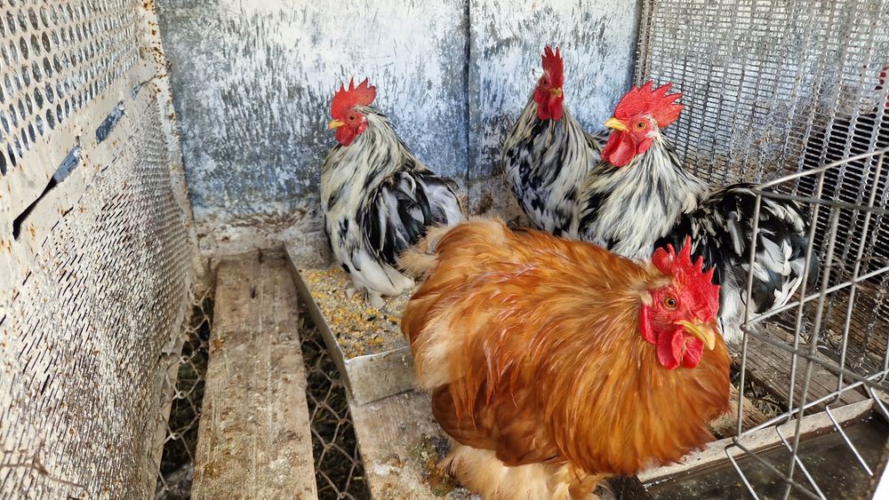 Schimb cocoși cochinchina pitic