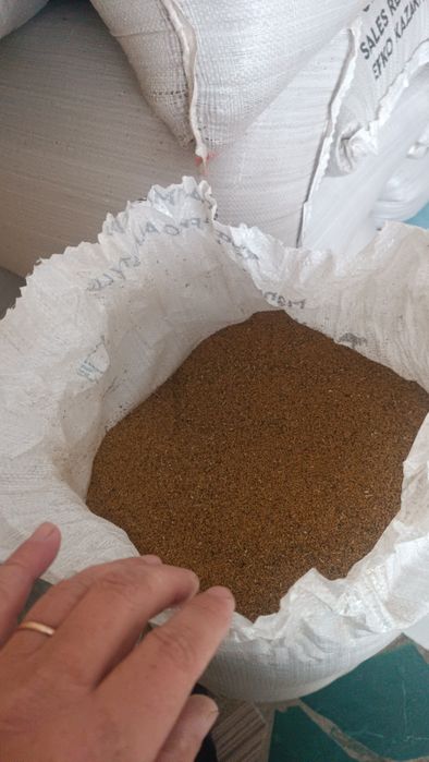 Жоңыршқа ұрығы сатылады.