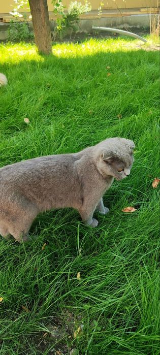 Scottish Fold mushuk