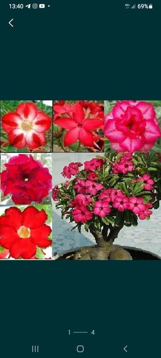 Семена адениума микс