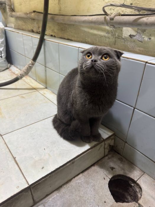 Шотнаская мушук