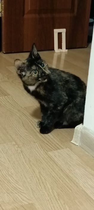 Отдам котенка в добрые руки