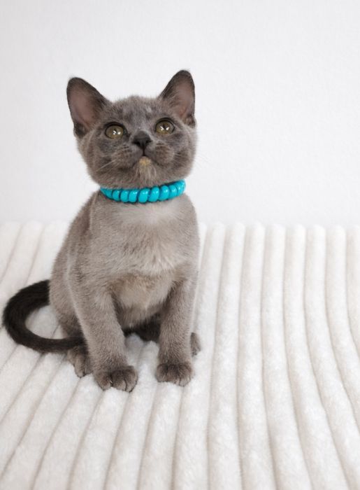 Европейская бурма