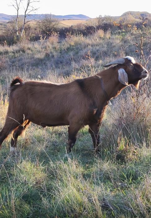 Țap și capre disponibile