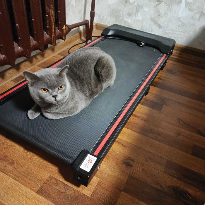 Мушук,Кот парода