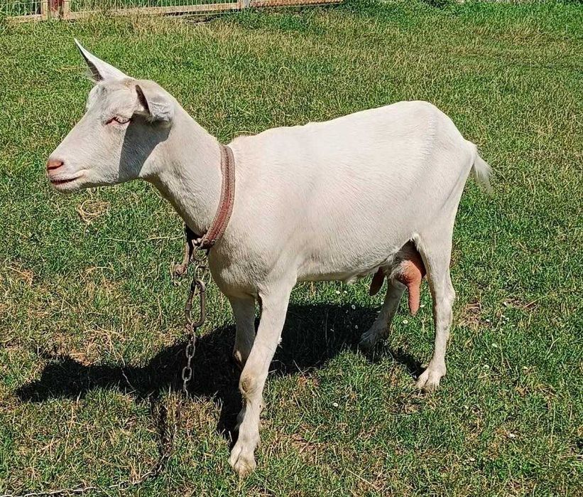 capra sannen de vanzare