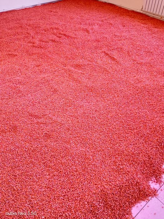 Joʻxori "Oʻzbekiston 2018" navi