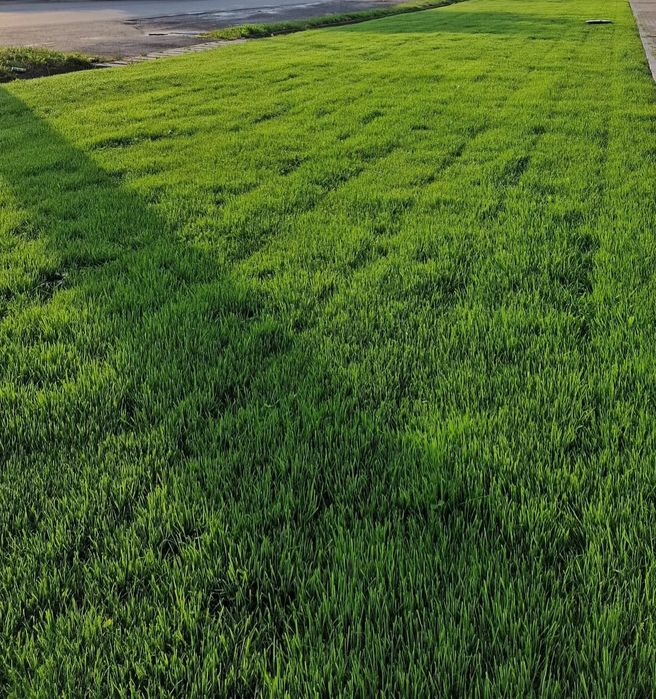 Intreținere spatii verzi livezi, gradini, semanat gazon, defrisari