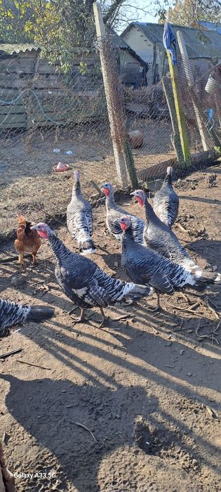 Curci și curcani de anul acesta