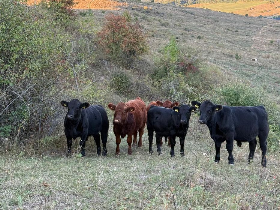 Vindem vitei Angus masculi și femele