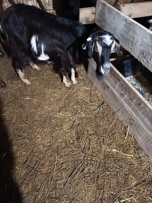 Vând  4 capre fătate cu iezi