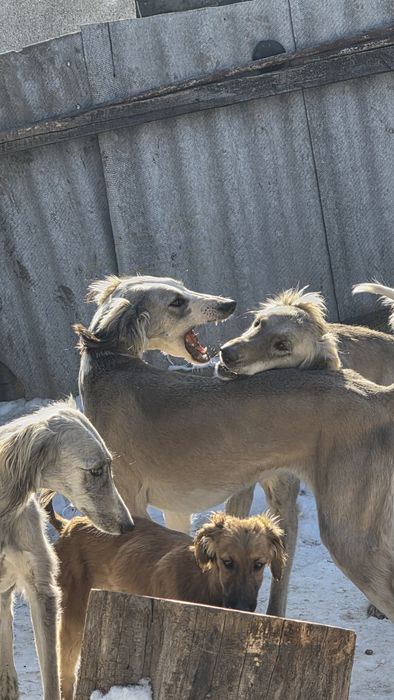 Тазы сатылады/продам тазы