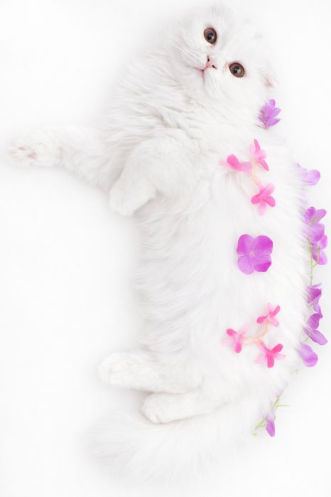 Кот хейланд фолд