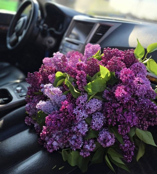 Сирень Алматы, букеты