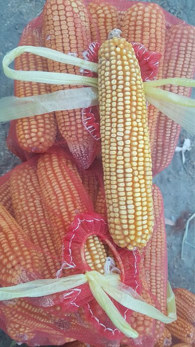 johori sotasi yemga tovuqa bersayam bo’ladi