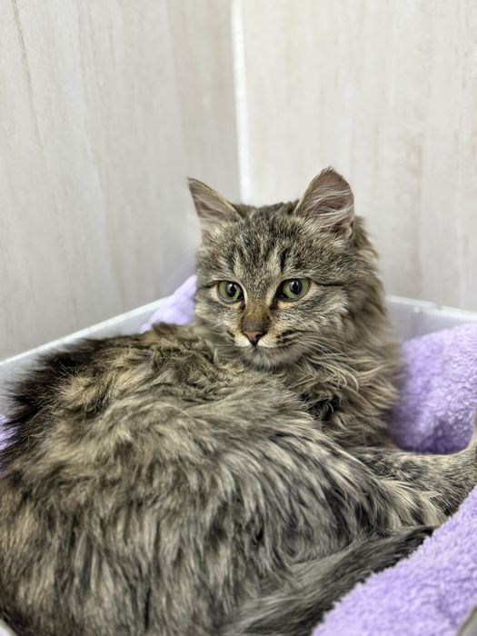 Котенок бесплатно