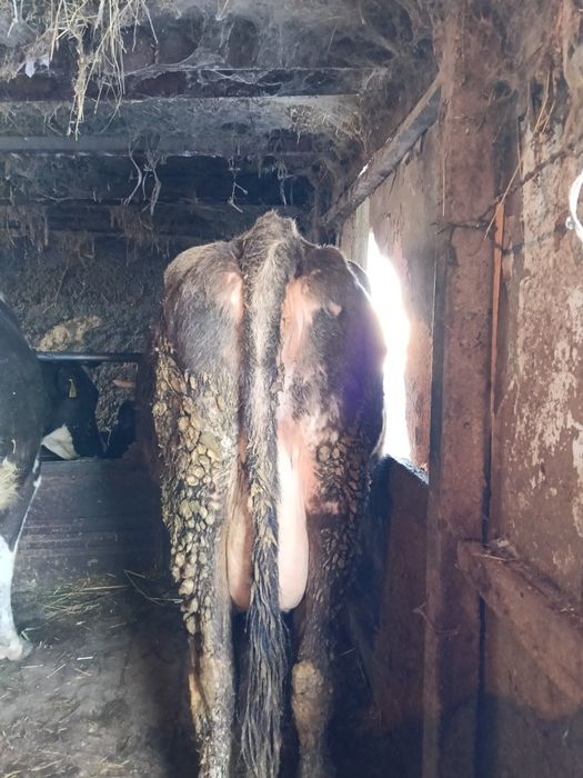 Продам дойную корову