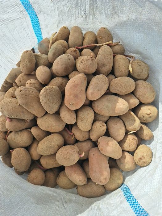 Cartofi de sămânță!
