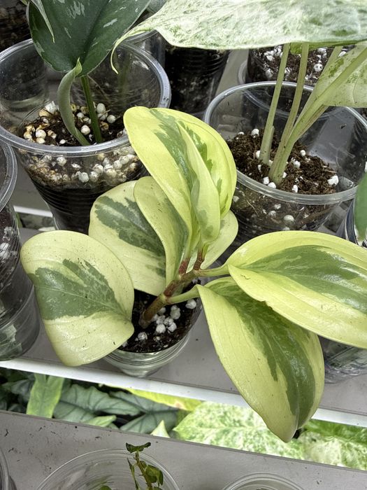 Комнатные растения.