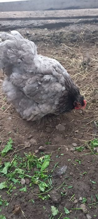 Продам кур джерсиский гигант и кохенхин
