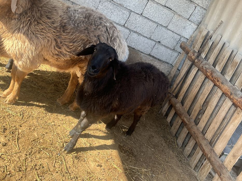 Қошқарлар сатылады