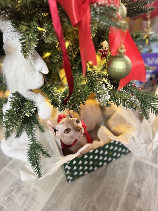 Продается кошка бамбино двельф