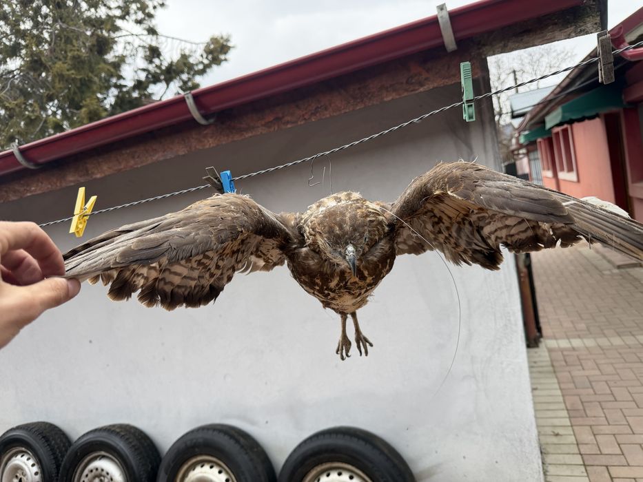 Vand fazan, bufnita si uliu impaiate