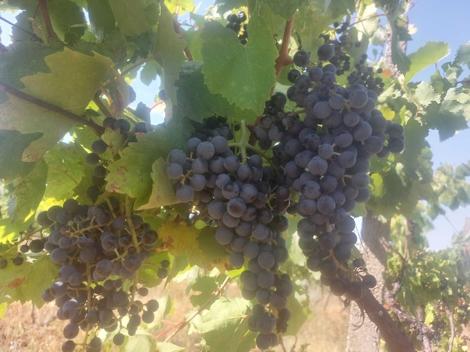 Struguri negri Burgund