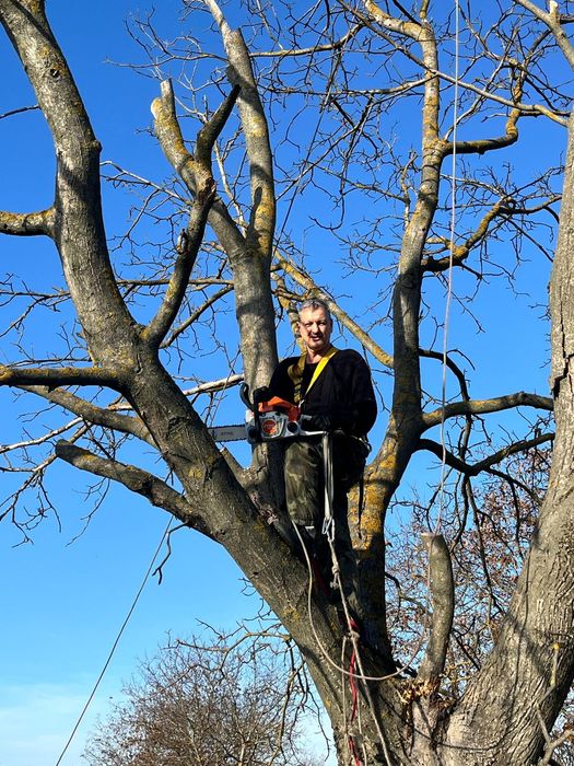 Tuns (toaletare) pomi