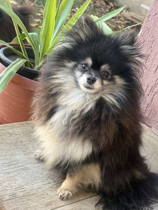Pomeranian femela