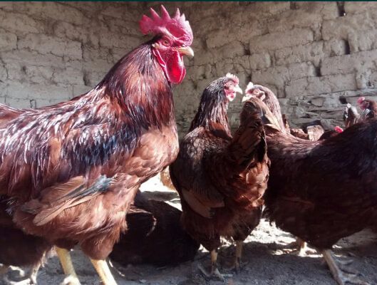 Ханхяп жўжалари сотилади xan xyap хан хяп корея