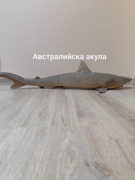 Антикварни чайници, препарирани акули