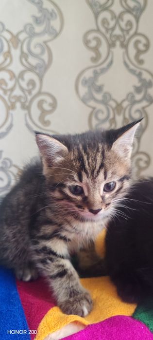 Отдам котят в добрые руки