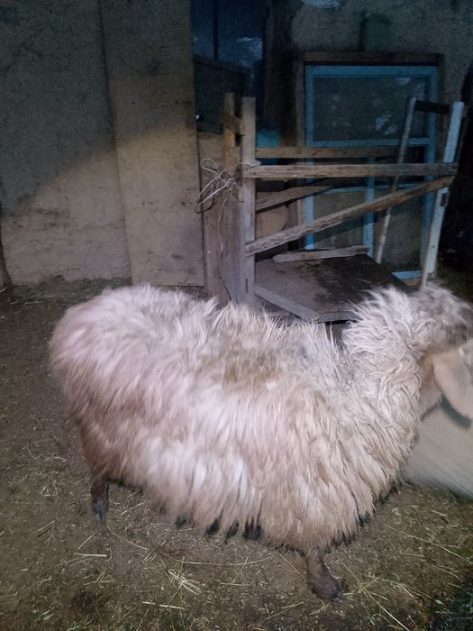 кошкар, баран, қошқар, кочкар, қой