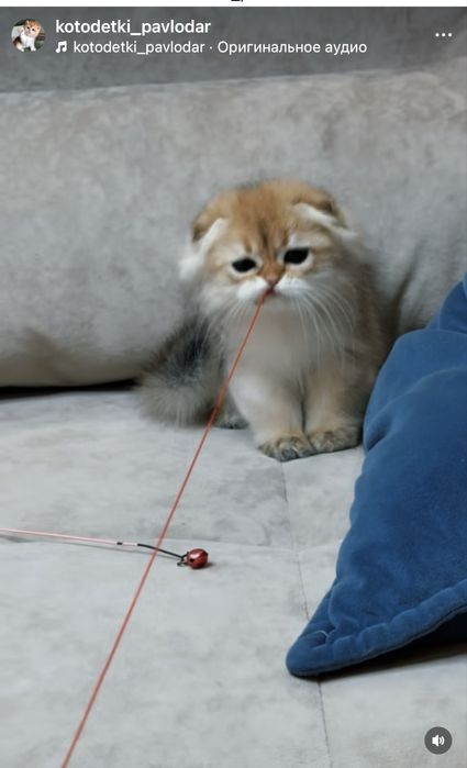 Вислоухие котята