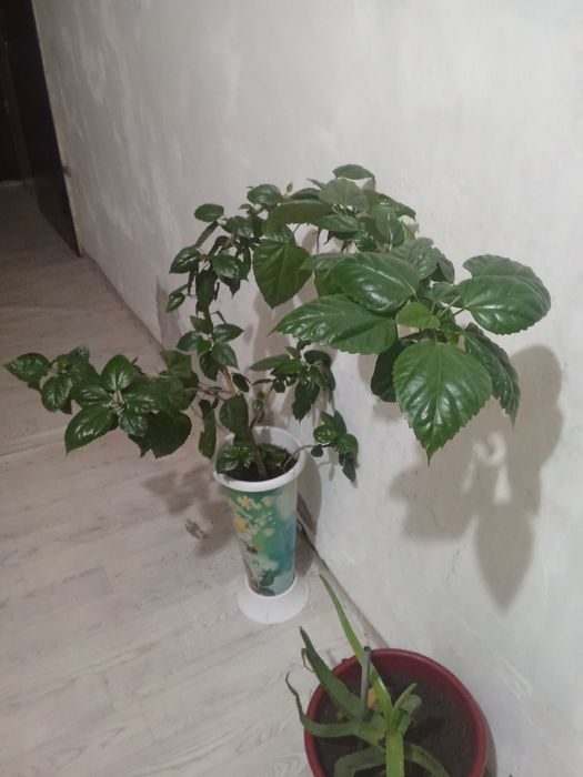 Китайская Роза  цветы