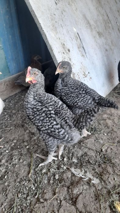 2 айлық әтеш балапандар бар