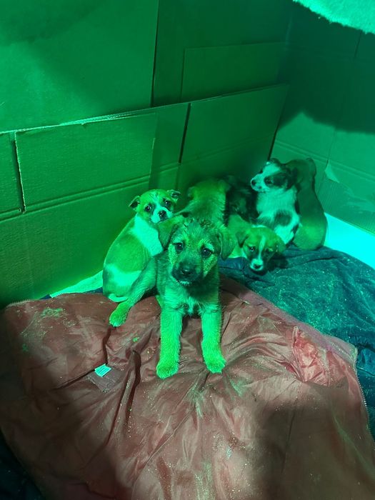 Дарю щенят!           .