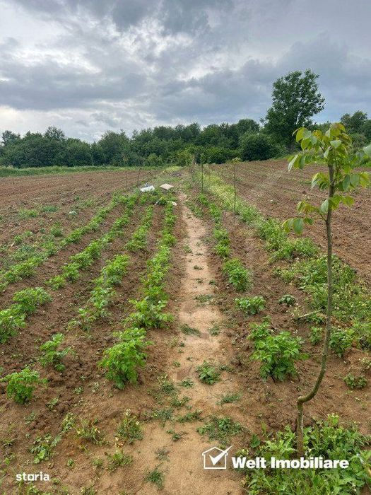 Teren extravilan cu gradina in Saliste