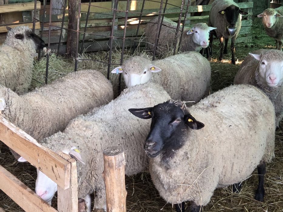 Vând 20 de oi sănătoase, bine dezvoltate!