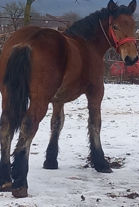 Vând mânz  de 7 luni