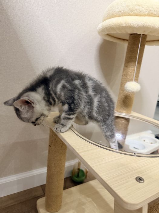 Котенок Шотландский Скоттиш страйт