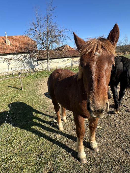 De vanzare iapa de 4 cu mqnza de 6 luni