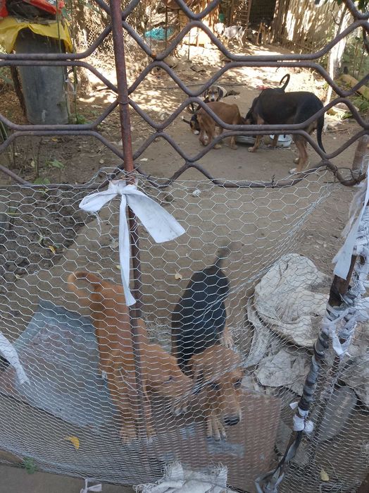 Подарявам малки кученца гончета