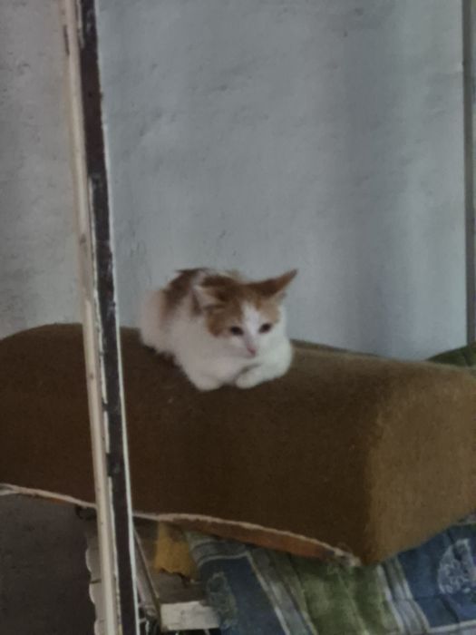 Отдам бесплатно котят