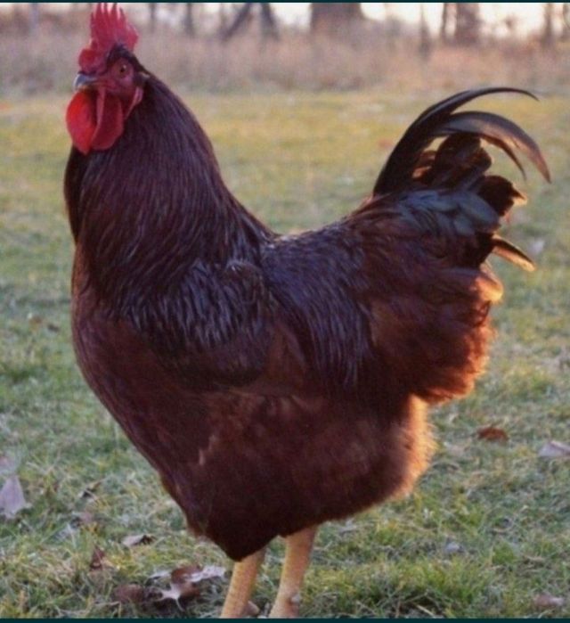 Продаются инкубационные яйцаHan-Hyap