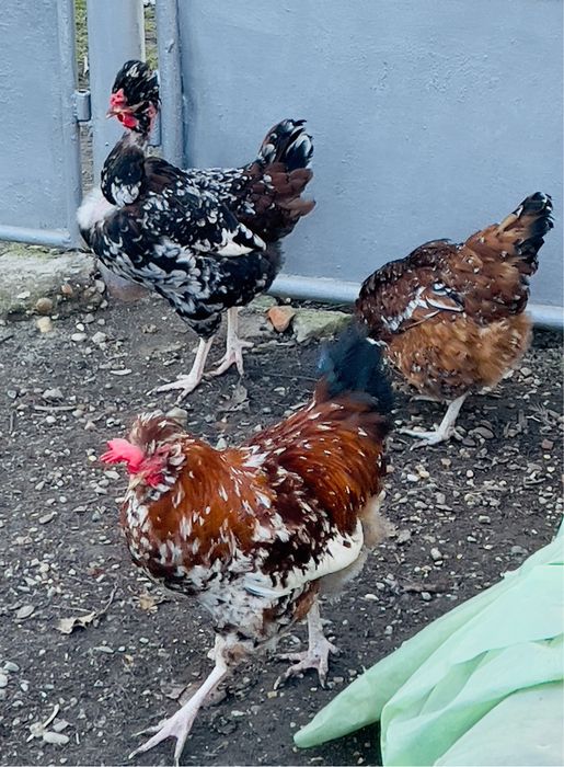 Oua incubat verzi si normale gaini motate golase barboase