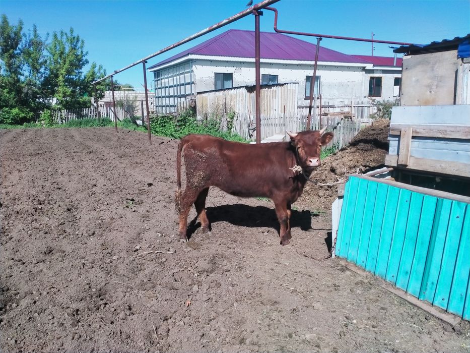 БҰҚА ҚАШАР САТЫЛАДЫ (жем де тұрған)
